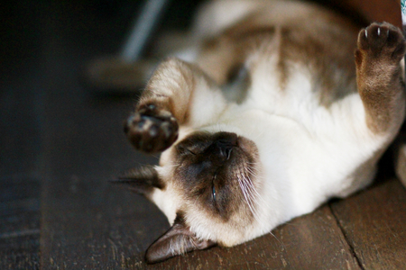 The beautiful brown cat, Siameseの写真素材