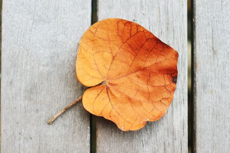 Autumn leaf on wooden textured background