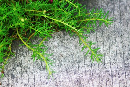 Pink Common Purslane flower with concrete floor backgroundの写真素材