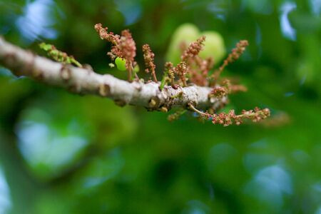 Star gooseberry flowerの写真素材