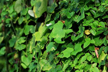 Ivy plant in forest