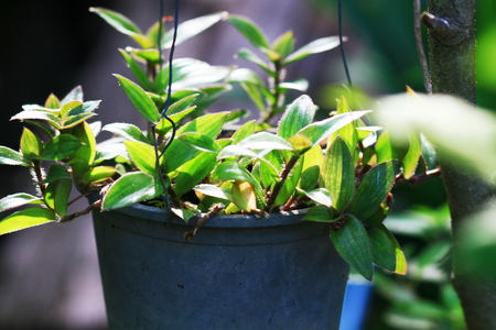river spiderwort or small-leaf spiderwort. (Tradescantia fluminensis) Herb Hemp Thailandの写真素材