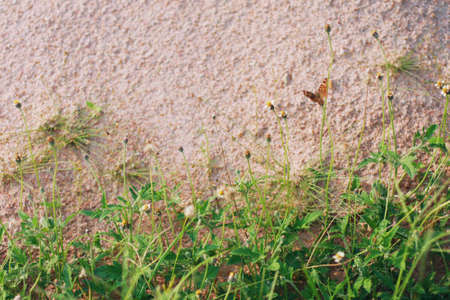 Wall with ivy green