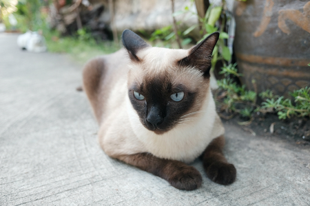 Siamese cat resting on the floorの写真素材
