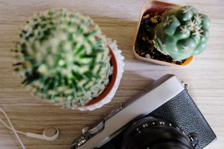 Vintage camera and cactus on wooden tableの写真素材