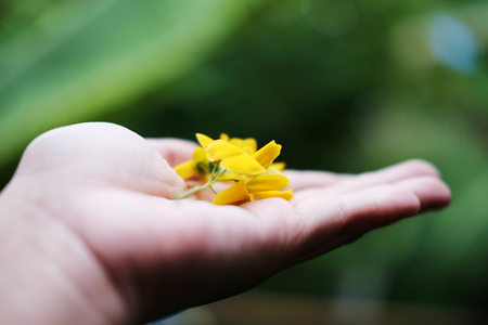 Sesbania on woman hand in nature green backgroundの写真素材