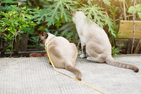 Siamese cat and Grey striped cat enjoy with beautiful flowers in gardenの写真素材
