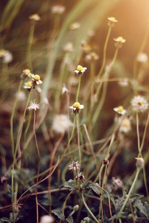 Little grass flowers of dry field in Forest meadow with wild grasses with natural light of sunsetの写真素材