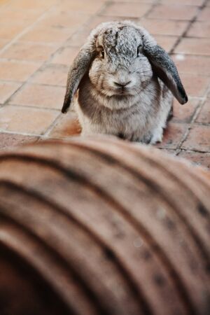 Cute grey rabbit bunny on concrete floor.