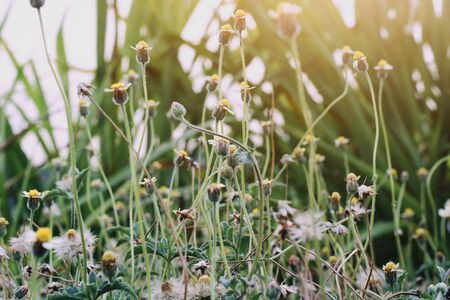 Little grass flowers of dry field in Forest meadow and wild grasses with natural light of sunsetの写真素材