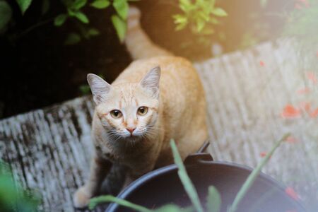 Orange cat sitting on the floor with sunlight in the garden 