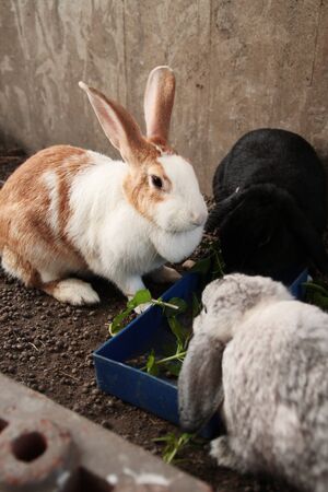 Rabbits bunny eating vegetables in the gardenの写真素材