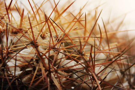 Closed up thorn of dry cactus backgroundの写真素材