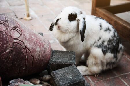 Cute White rabbit bunny on concrete floor.の写真素材