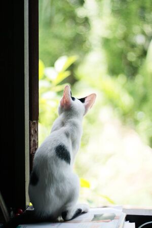 Kitten White cat sitting and enjoy on the window with sunlight and natureの写真素材