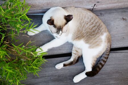 Grey cat relax on wood floor with sunlight in natural of gardenの写真素材
