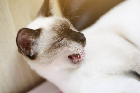 Siamese Cat relax and yawning on the table near window with sunlight.の写真素材