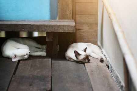 Kitten White cat and siamese cat sleeping on the floor の写真素材