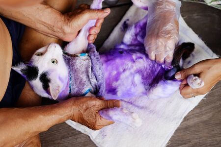 Dermatitis and treat Purple pill for cat with diseased Tinea or Ring worm on cat skin.
