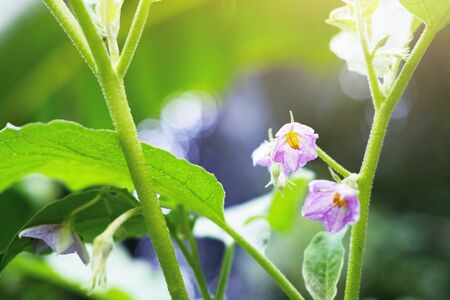 Homegrown vegetable. Purple flowers of green brinjal or round eggplant with sunlight in gardenの写真素材