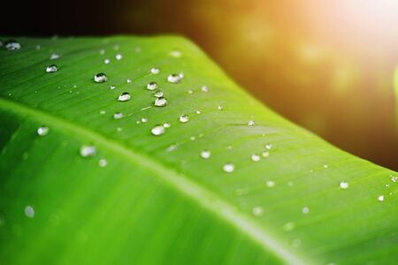 Fresh banana green leaves and water dew drops with sunlight in the gardenの写真素材