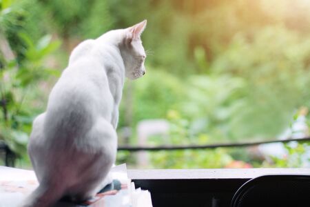 Kitten White cat sitting and enjoy on the window with sunlight and natureの写真素材
