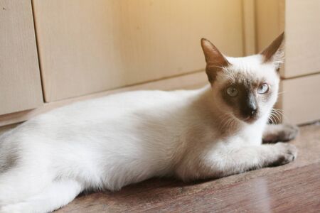 Siamese Cat sitting on the floor with sunlight.の写真素材