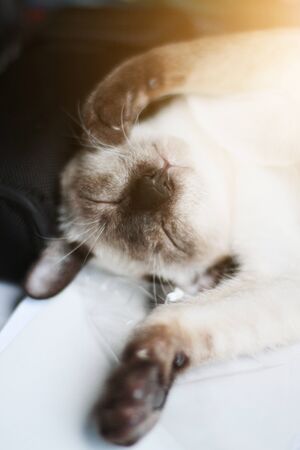 Siamese Cat relax and sleeping on the table near window with sunlight.の写真素材
