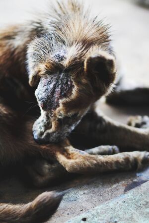 Scabies Dog have Dermatitis on skin, Homeless dog
