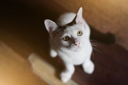 Kitten White cat sitting and enjoy on wood floor with sunlightの写真素材
