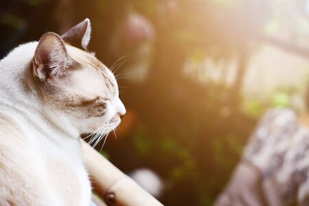 Grey cat relax and sleeping on the window with natural sunlight in the morningの写真素材