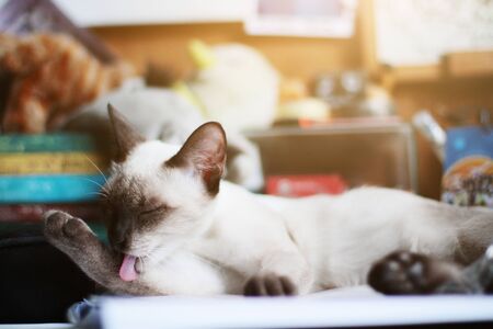 Siamese Cat relax and sleeping on the table near window with sunlight.の写真素材