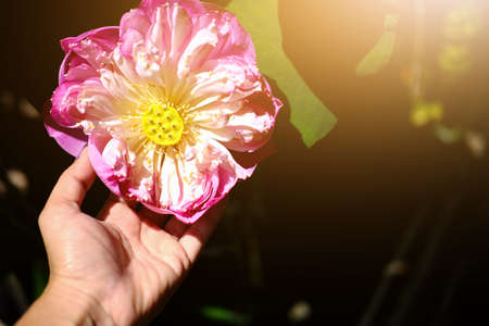 Woman Hand holding Water Lily Flower in fountain pond beautiful in the green nature backgroundの写真素材