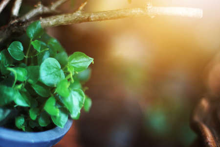 Tree pot Hanging and decorate in gardenの写真素材