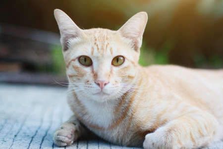 Orange cat sitting on the floor with sunlight in the garden
