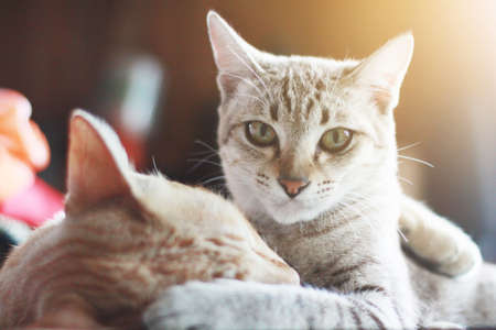 Cute orange cat and grey striped cat enjoy and sleeping on the table