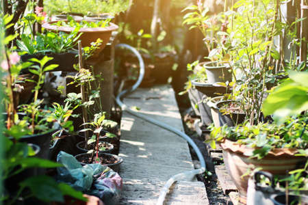 Garden in the morning with sunlightの写真素材