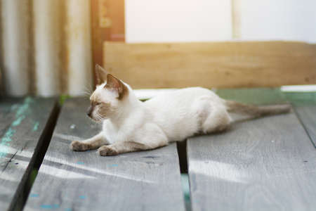 Kitten Siamesecat sitting and enjoy on wood terrace with sunlightの写真素材