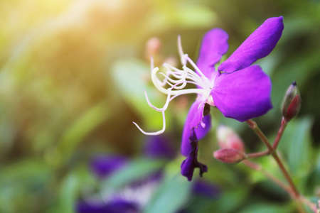 Violet flowers with sunlight in the Wild forest and garden.の写真素材