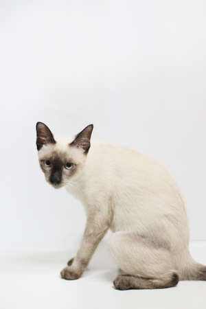 Kitten Siamesecat sitting isolated on white background