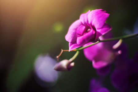 Pink Lilac orchid with sunlight  in the garden on green nature background