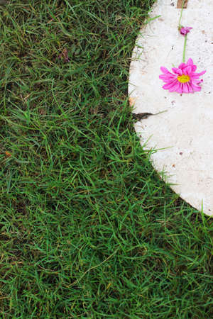 Pink chrysanthemum flower on concrete floor in gardenの写真素材