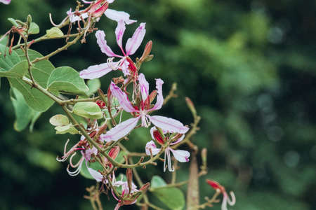 Blossom pink flowers Bouquet in Tropical garden and Spring seasonの写真素材