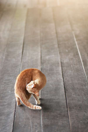 Orange cat relax on wood floor with sunlightの写真素材