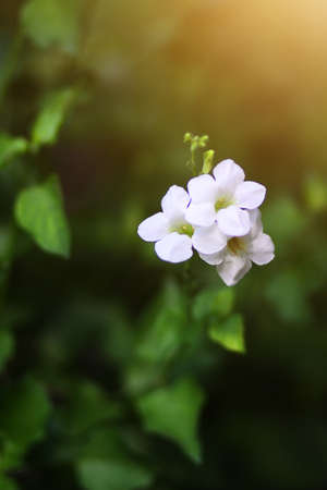 Beautiful white flowers with sunlight in nature backgroundの写真素材