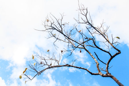 Silhouette Wild Dry Branches with blue sky in natural light on the mountain.