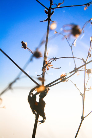 Silhouette golden light with blurred wild grass flowers in sunset blossom with blue sky in forest.の写真素材