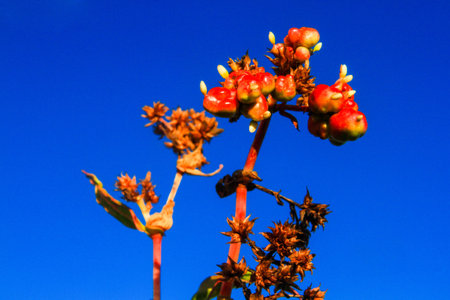 Beautiful Wild flowers with blue sky on the mountain