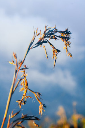 Silhouette golden light with blurred wild grass flowers in sunset blossom with blue sky in forest.の写真素材