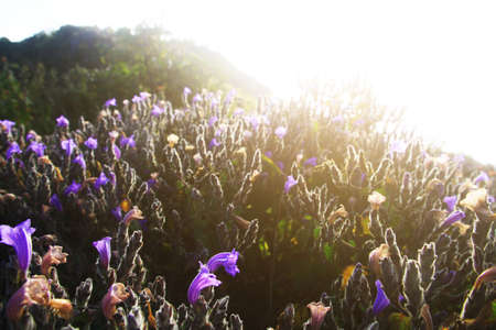 Beautiful wild Purple flowers with golden light in sunrise. Blossom spring field floral with blue sky in forest on the mountain, Thailandの写真素材